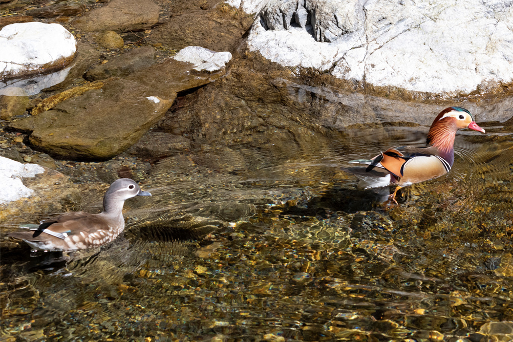 オシドリの写真6｜つがいで泳いでいました。
