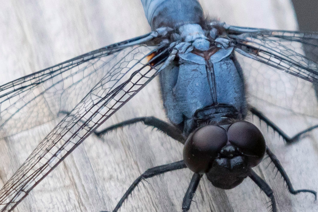 オオシオカラトンボの写真3｜体は毛が生えていて光沢はありません。