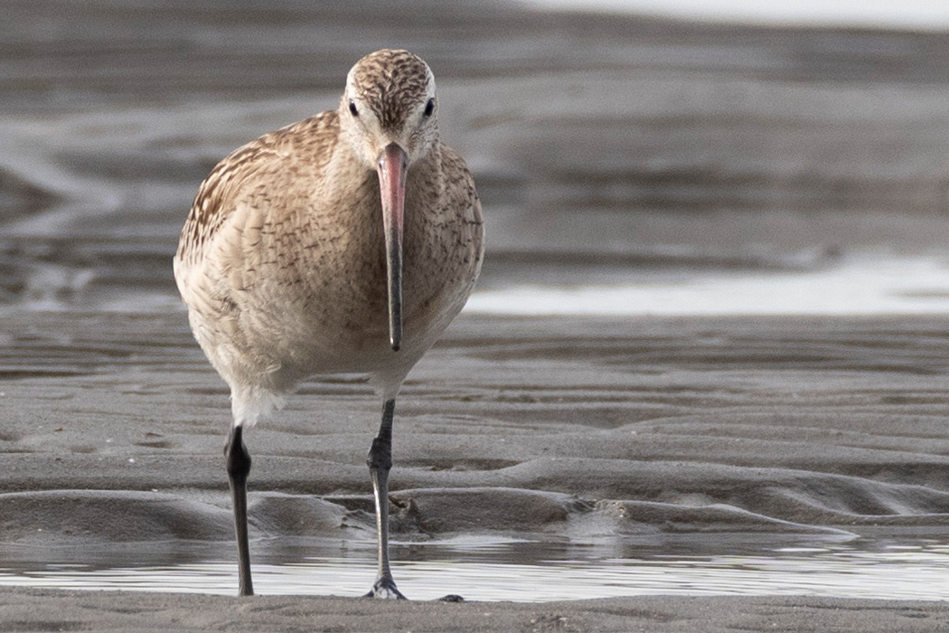 Picture of Bar-tailed Godwit2｜Viewed from the front.
