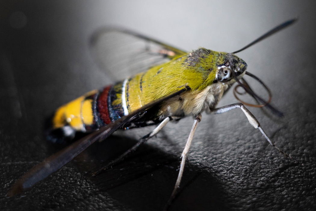 オオスカシバの写真1｜ずんぐりした緑色の体です。