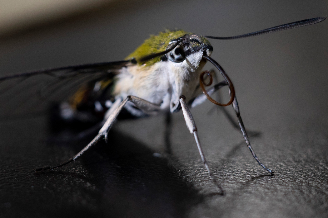 オオスカシバの写真2｜長い吻をもちます。