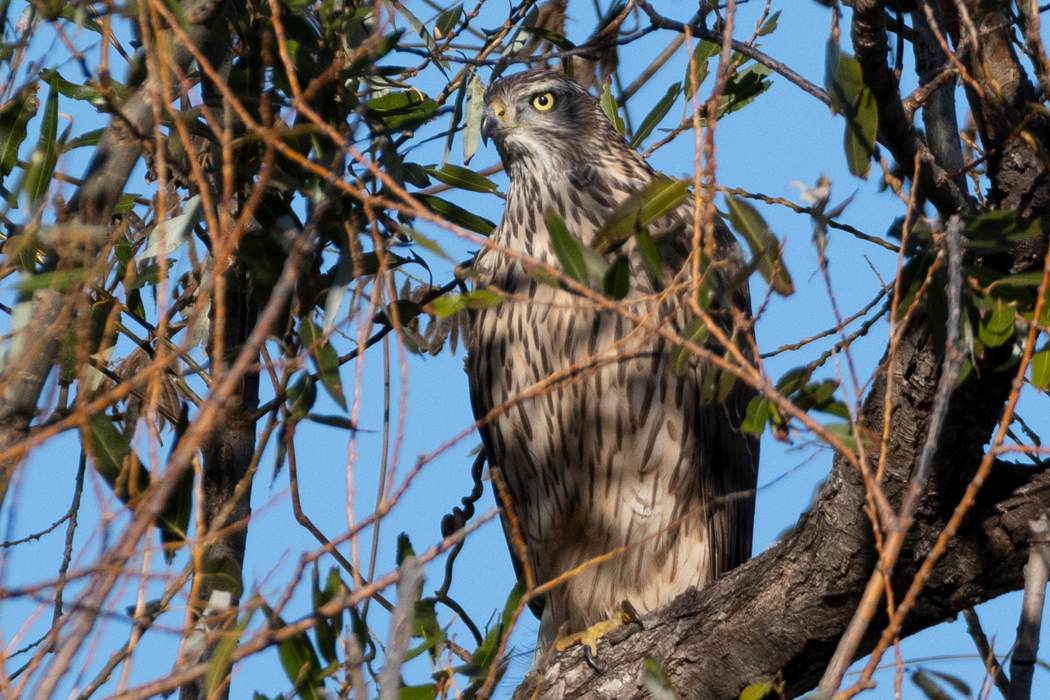 オオタカの写真3｜腹の模様が縦縞の幼鳥です。