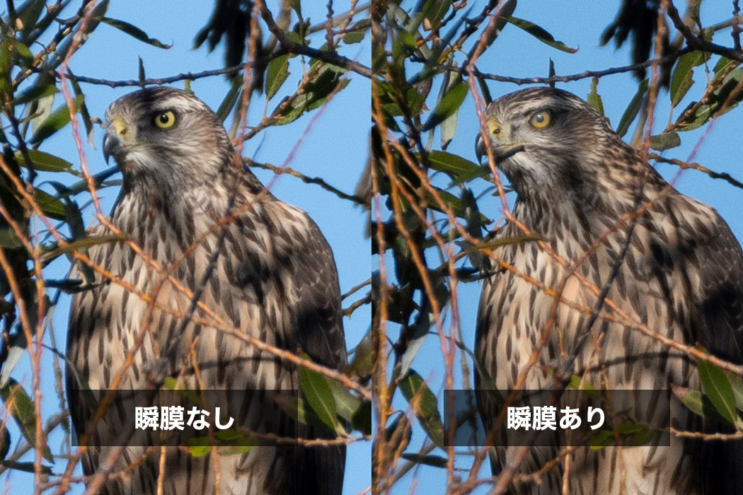 オオタカの写真5｜瞬膜があると虹彩の色が赤っぽく見えます。