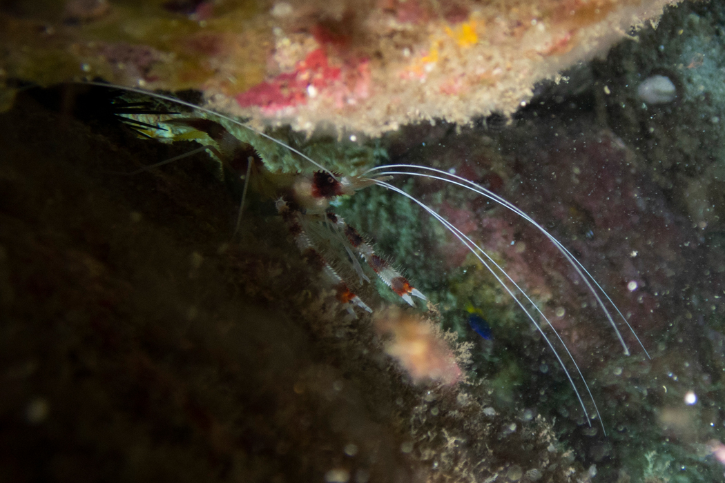 オトヒメエビの写真3｜鋏があります。