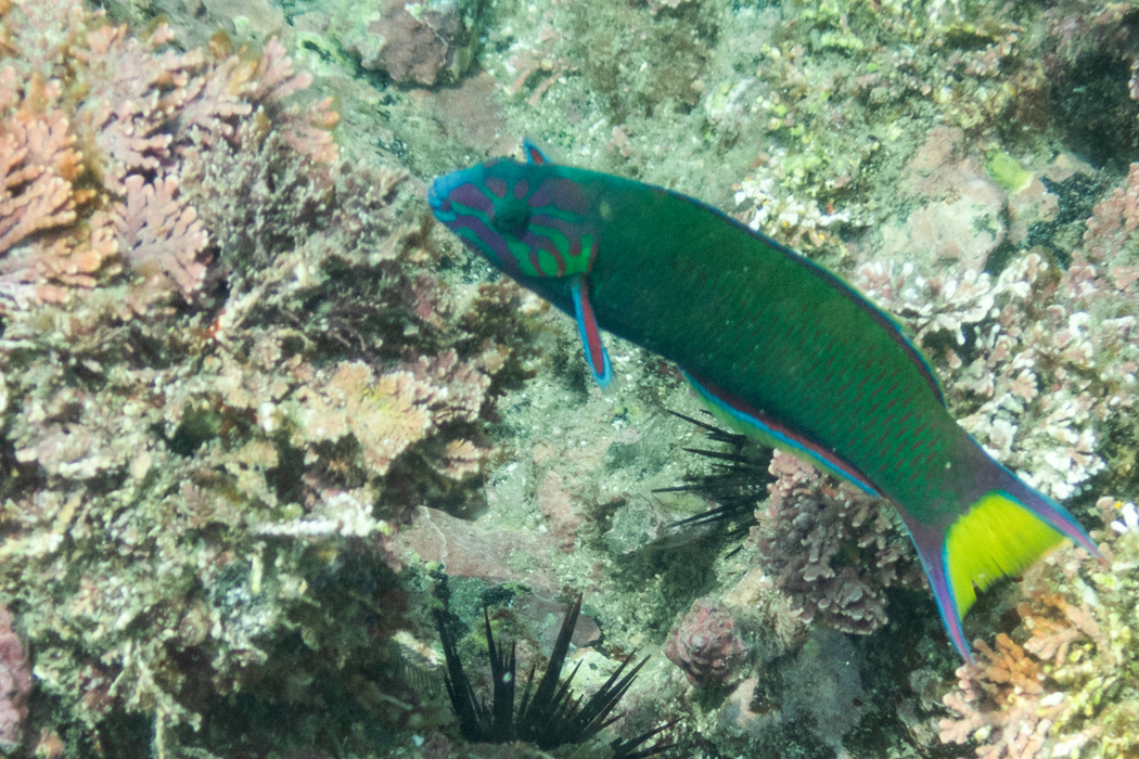 オトメベラの写真2｜水色と紫の頭部、黄色い尾鰭です。