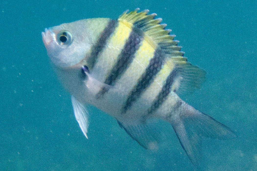 オヤビッチャの写真1｜黄色い背中に5本の黒い横縞があります。