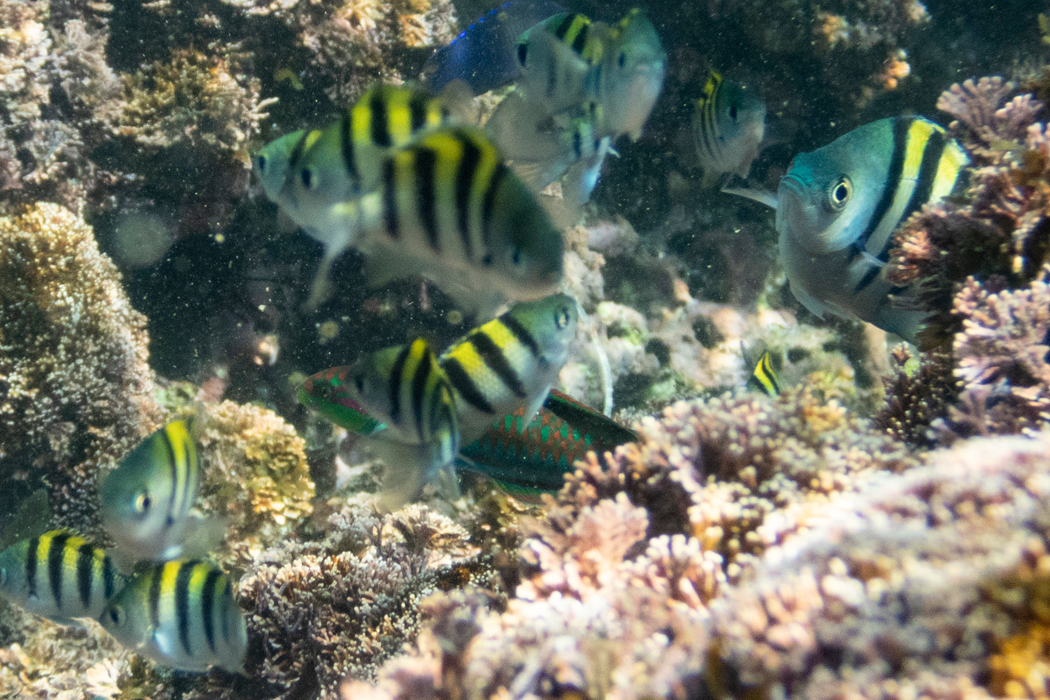 オヤビッチャの写真3｜大きな個体が幼魚を守っていました。