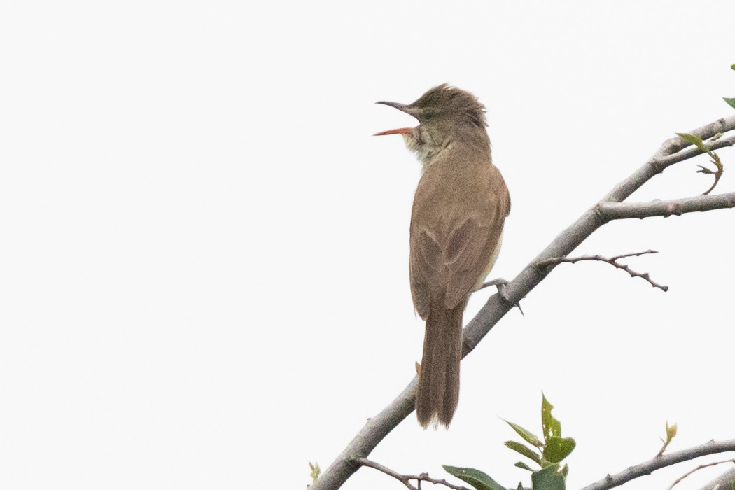 オオヨシキリの写真1｜枝の上でさえずっていました。