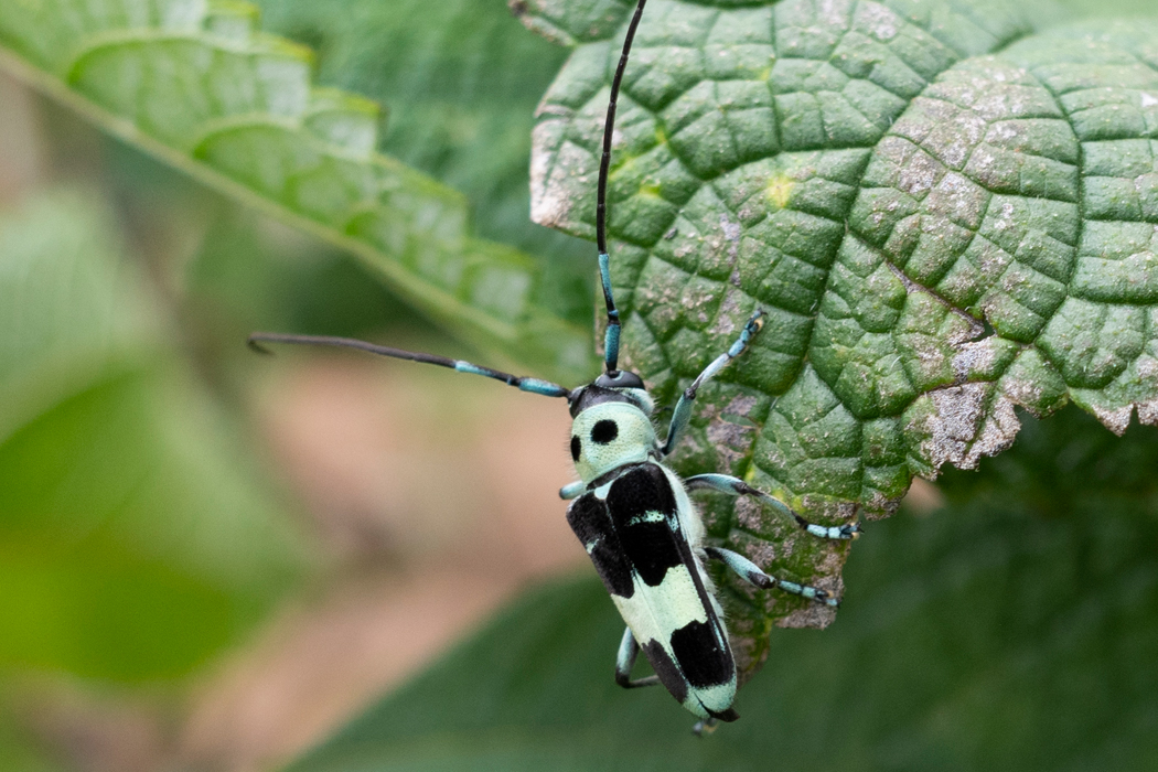 ラミーカミキリの写真1｜白緑色に黒の斑点です。