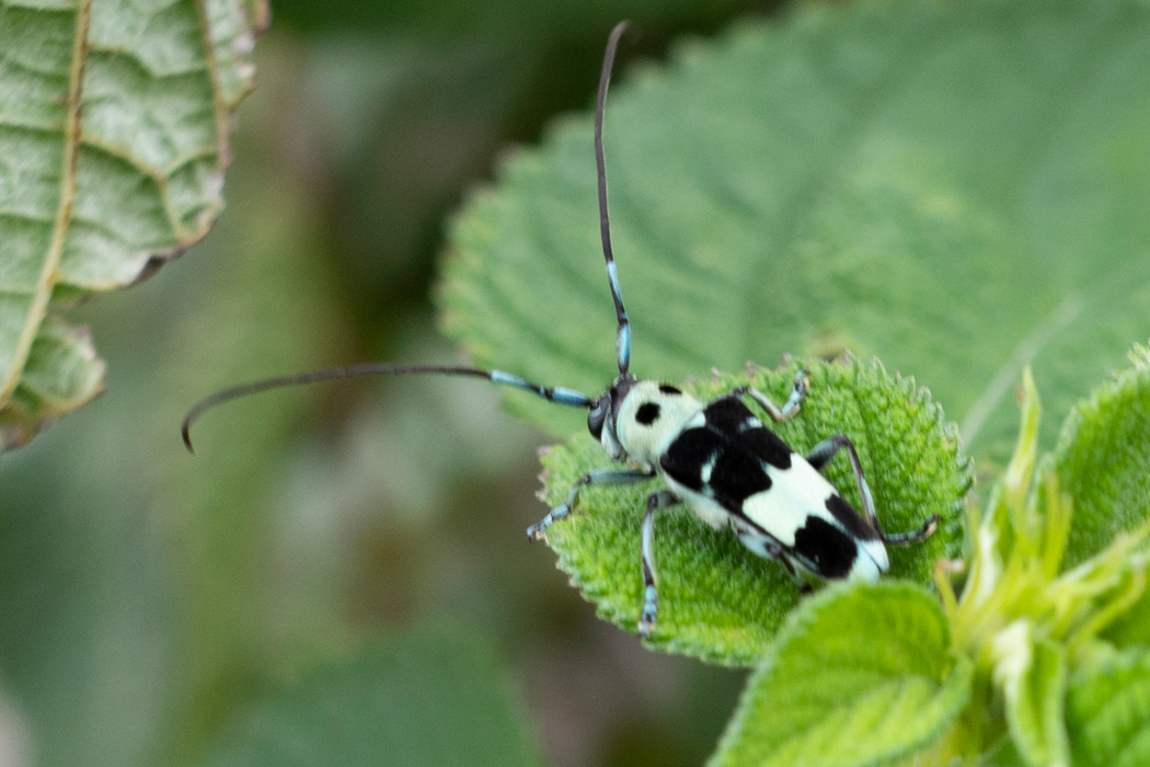 ラミーカミキリの写真2｜葉の上をちょこちょこ移動していました。