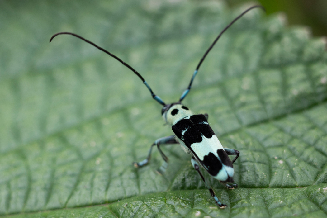 ラミーカミキリの写真3｜腹部の模様は鳥が羽ばたいているように見えます。
