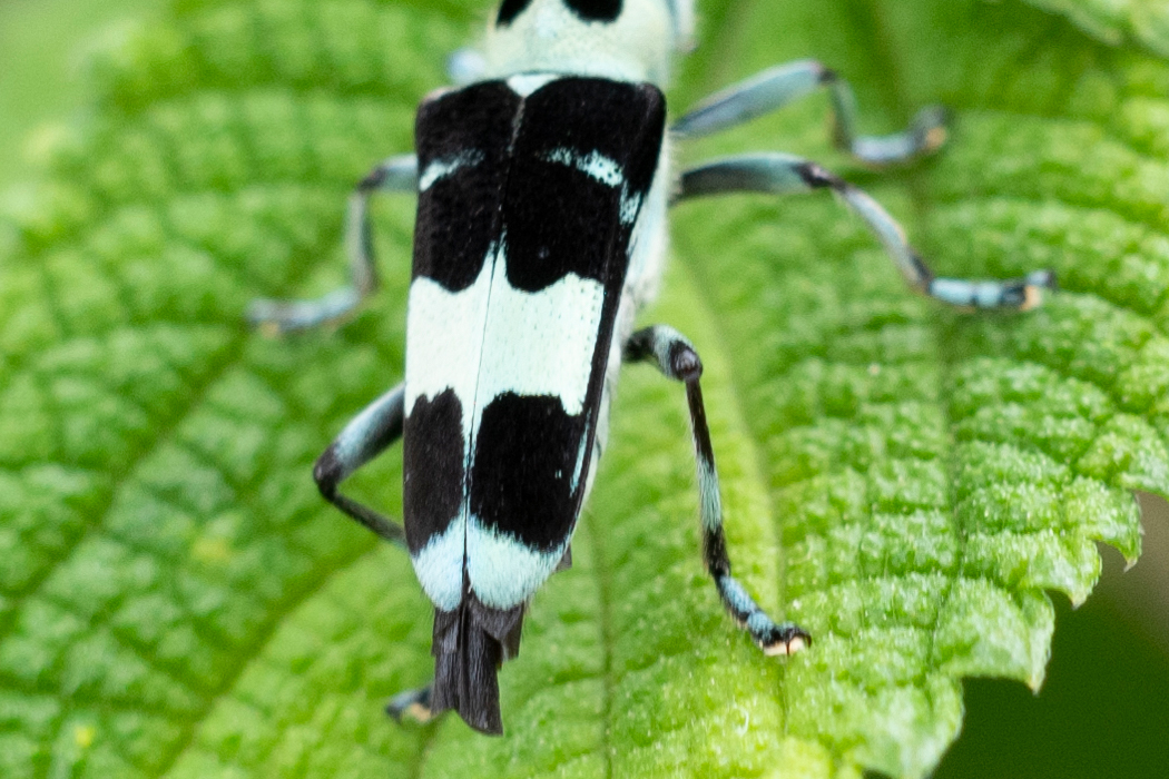 ラミーカミキリの写真4｜翅は黒いです。