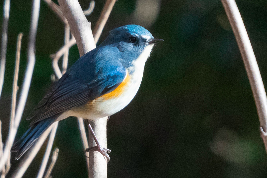 ルリビタキの写真3｜体の横が黄色いです。