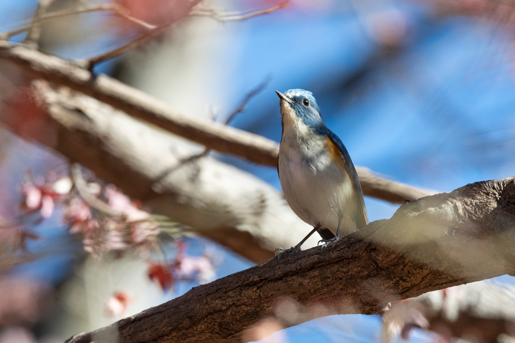 ルリビタキの写真9｜日の当たる紅葉の木に出てきました。