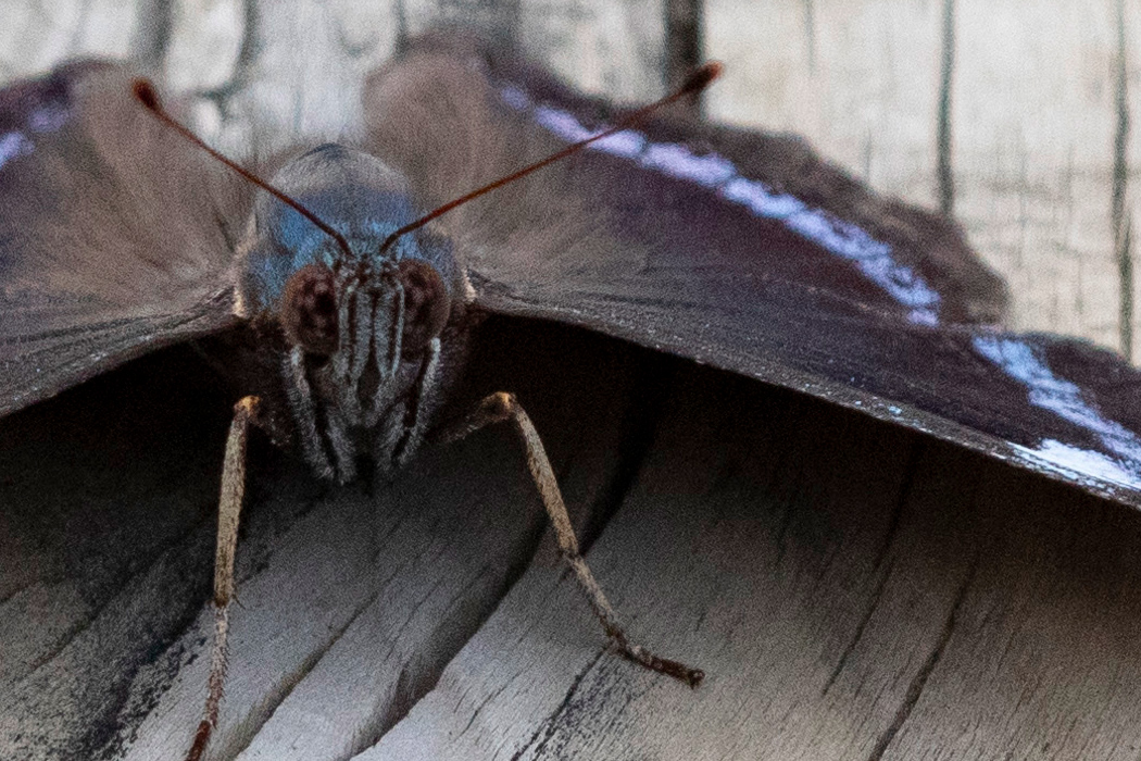 ルリタテハの写真4｜顔の正面はこんな感じです。