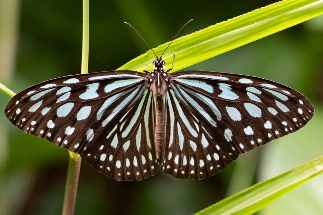 リュウキュウアサギマダラの写真1｜浅葱色の斑点が美しいです。