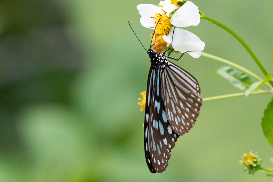 リュウキュウアサギマダラの写真2｜花の蜜を吸っています。