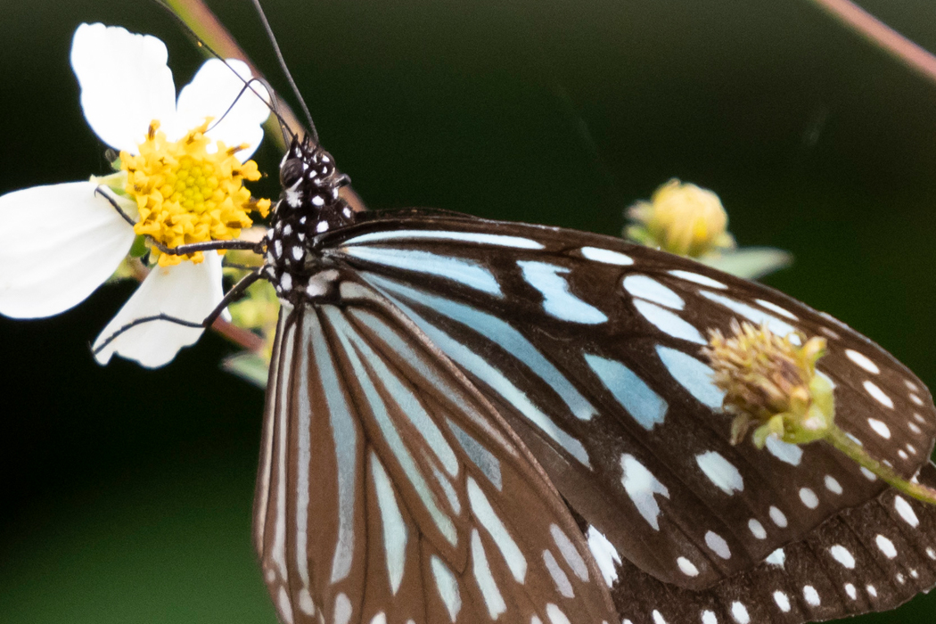 リュウキュウアサギマダラの写真3｜体は白い斑点があります。