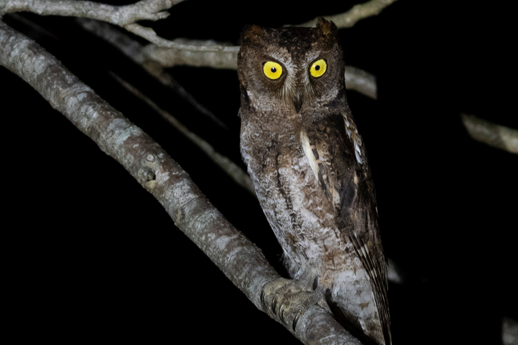 リュウキュウコノハズクの写真1｜褐色の斑模様です。