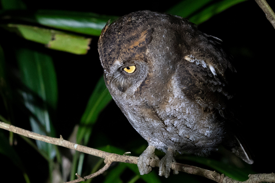 リュウキュウコノハズクの写真2｜腹は灰色です。