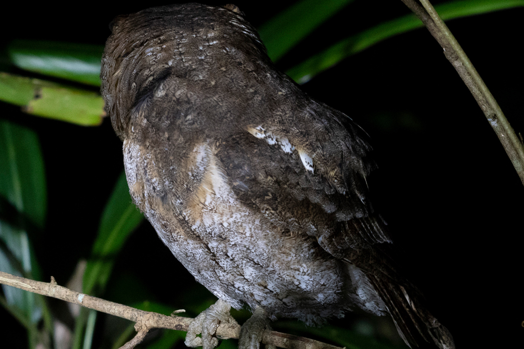 リュウキュウコノハズクの写真3｜肩のあたりが白いです。