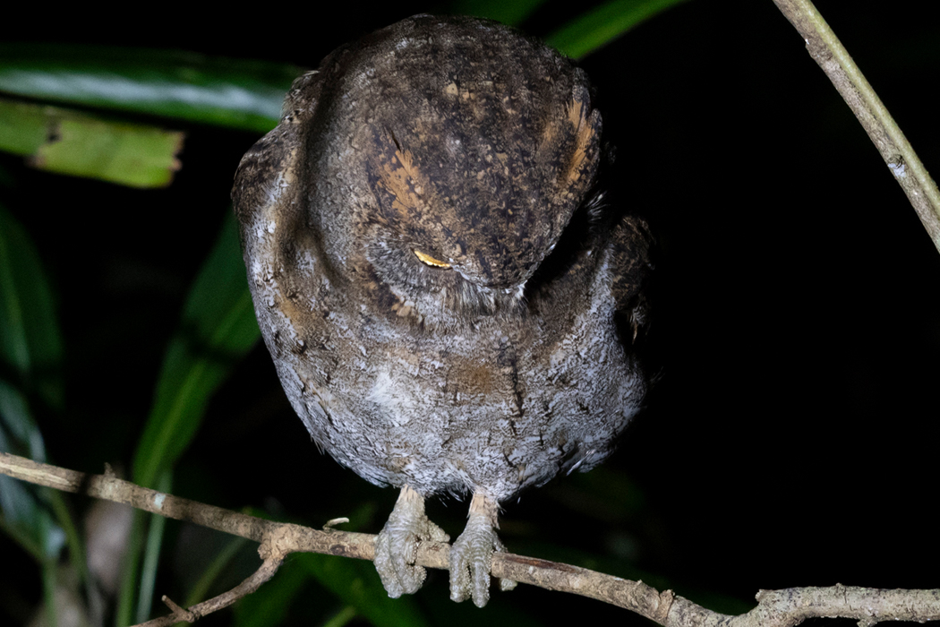 リュウキュウコノハズクの写真4｜羽角は短く明るい褐色です。