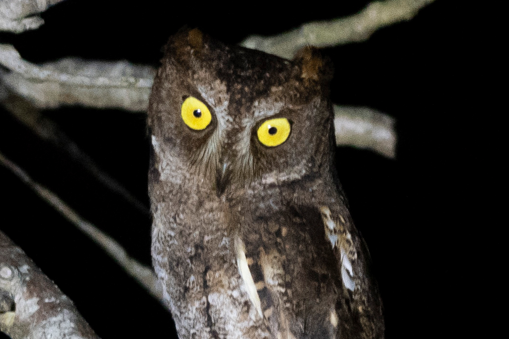 リュウキュウコノハズクの写真5｜虹彩は明るい黄色です。