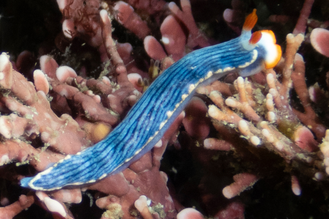 Picture of Dermatobranchus striatellus1｜The mouth is white with a brown tip.