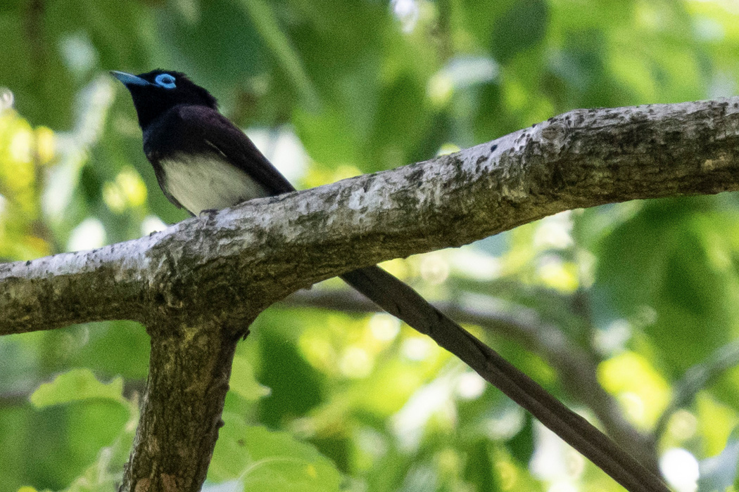 Picture of Japanese Paradise Flycatcher1｜Long tail feathers and light blue eye ring.