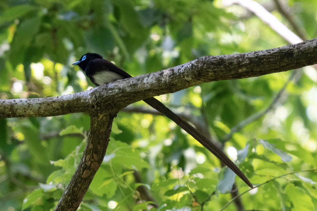写真｜「サンコウチョウ」