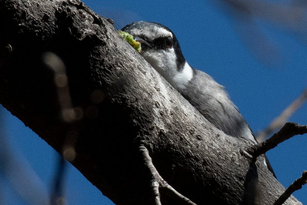 Picture of Ashy minivet2｜It was eating caterpillars.