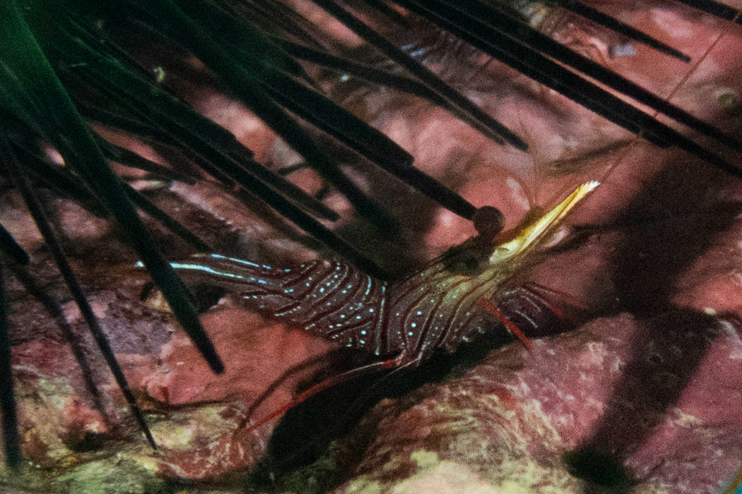 サラサエビの写真1｜赤筋が幾何学模様のようです。