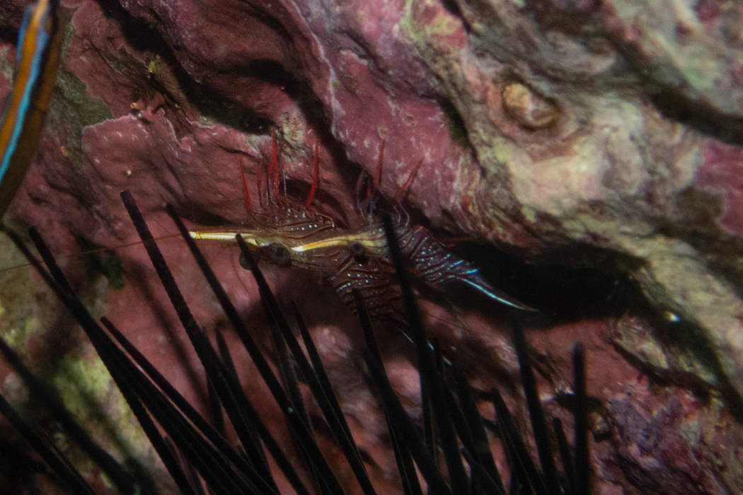 サラサエビの写真2｜数匹まとまっていました。