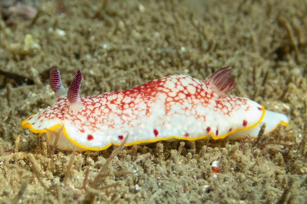 写真｜「サラサウミウシ」