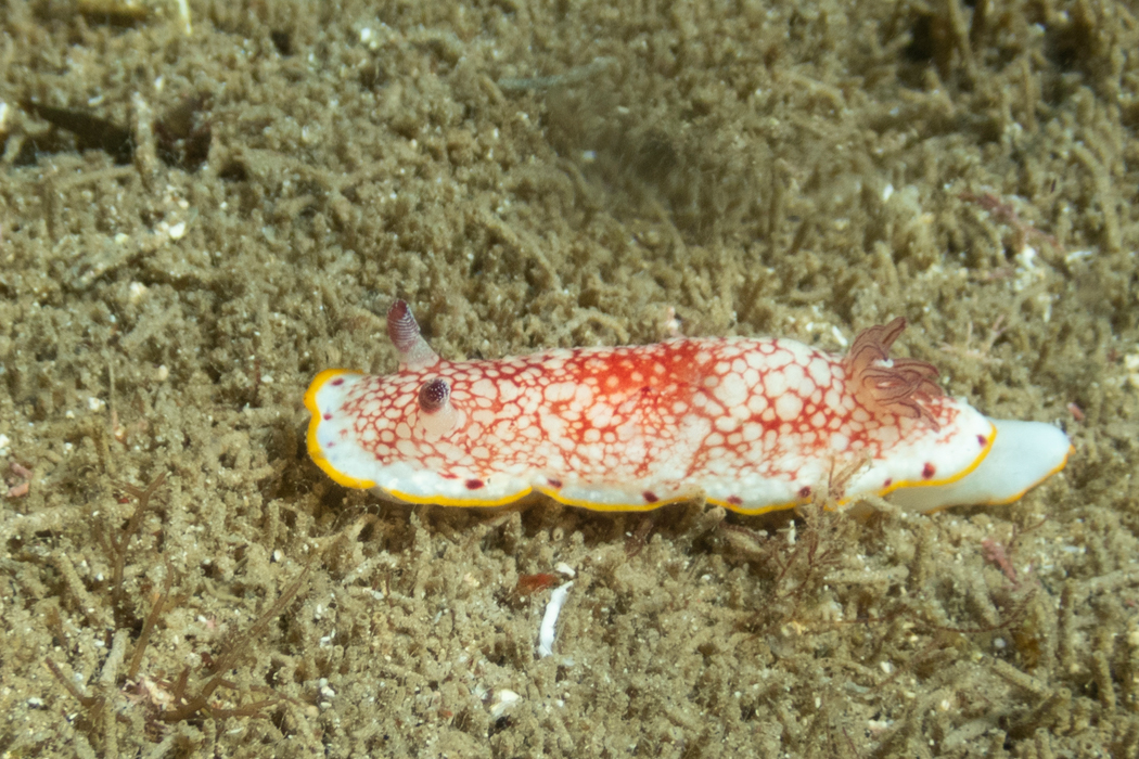 サラサウミウシの写真3｜数十cmの浅瀬にいました。