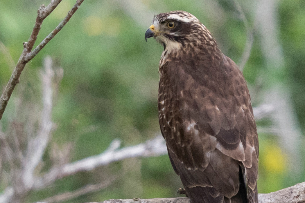 サシバの写真1｜褐色の体に白い眉斑が目立ちます。