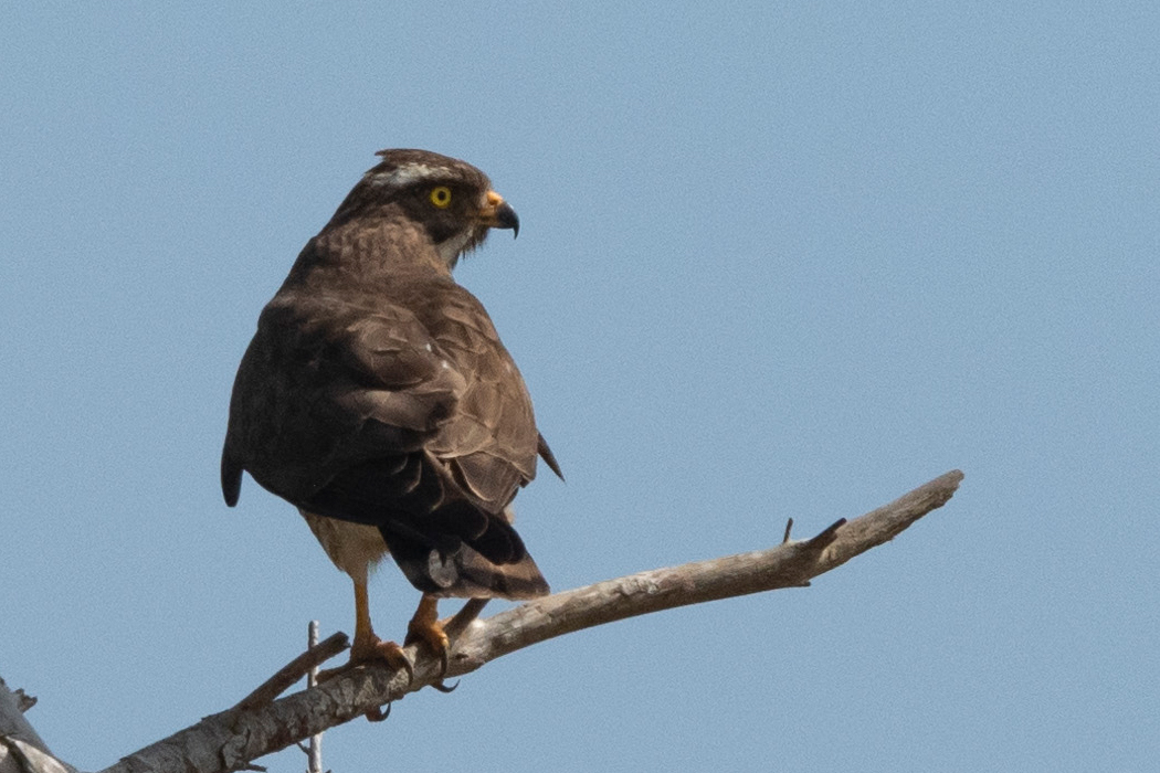 サシバの写真2｜脚は黄色です。
