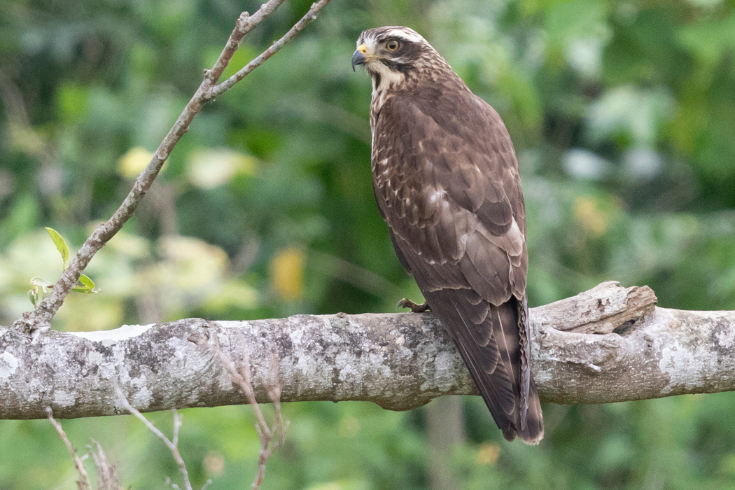 サシバの写真3｜嘴は鍵状に曲がっていて、先端が黒いです。