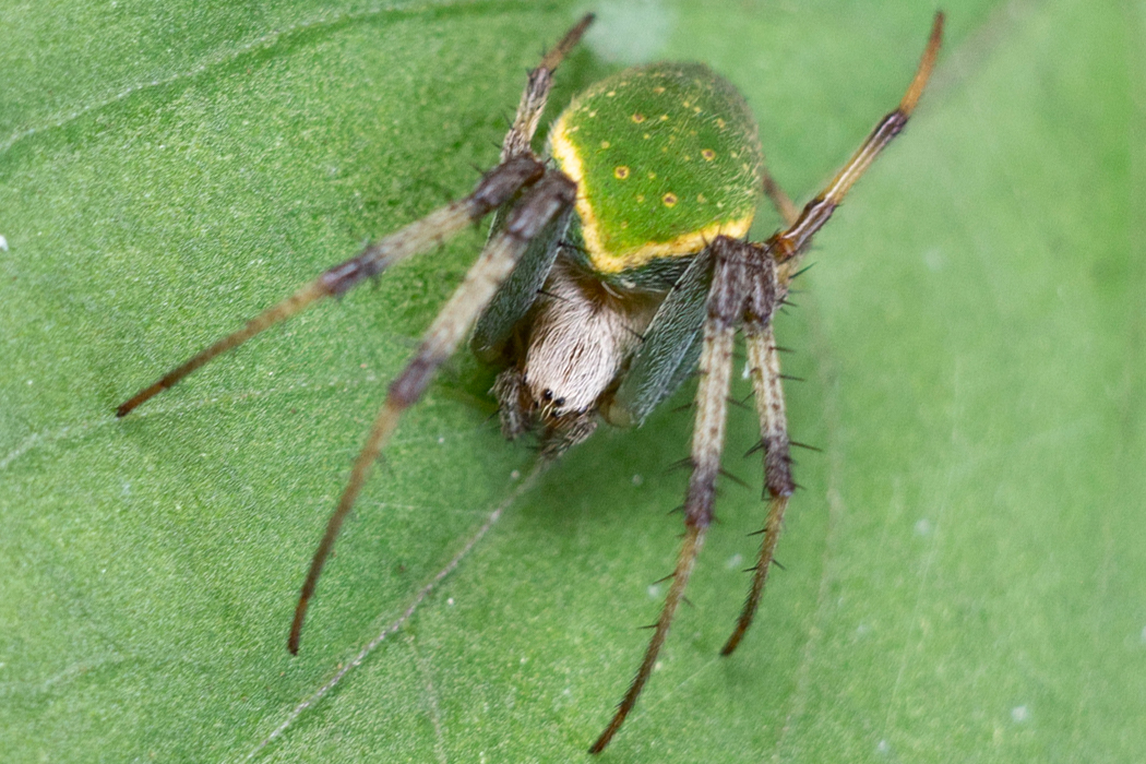 写真｜「サツマノミダマシ」