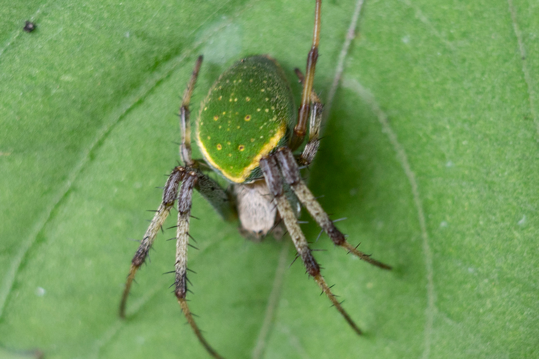 写真｜「サツマノミダマシ」