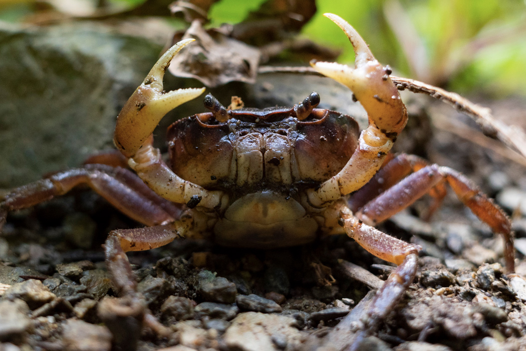 Picture of Japanese Freshwater Crab1｜Threatening with scissors.