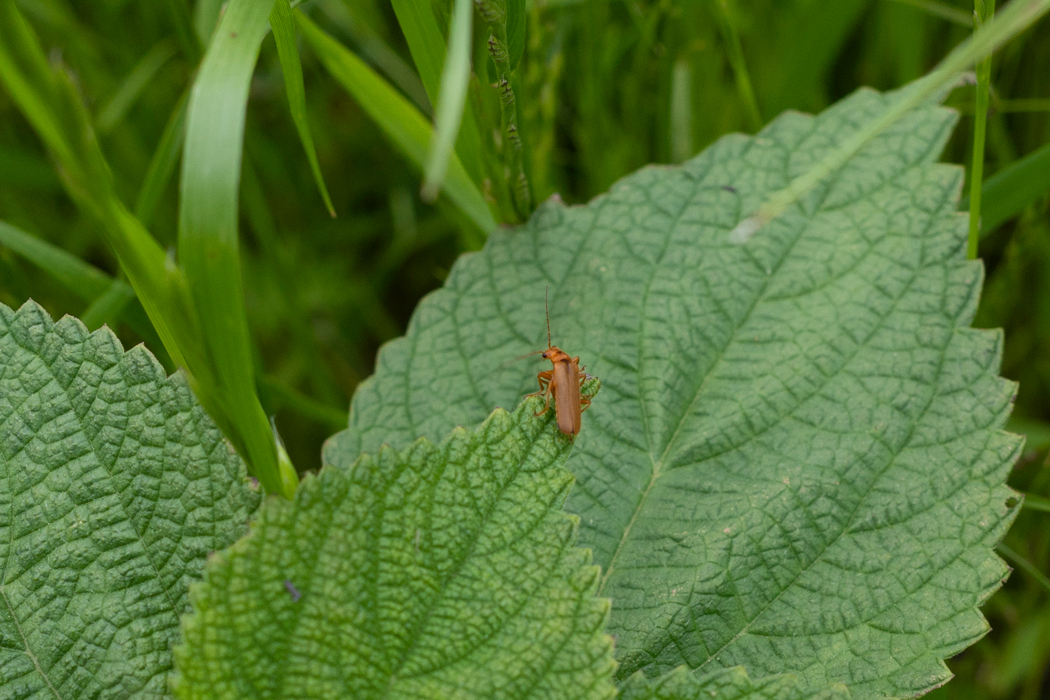 セボシジョウカイの写真3｜カラムシの葉の上にいました。