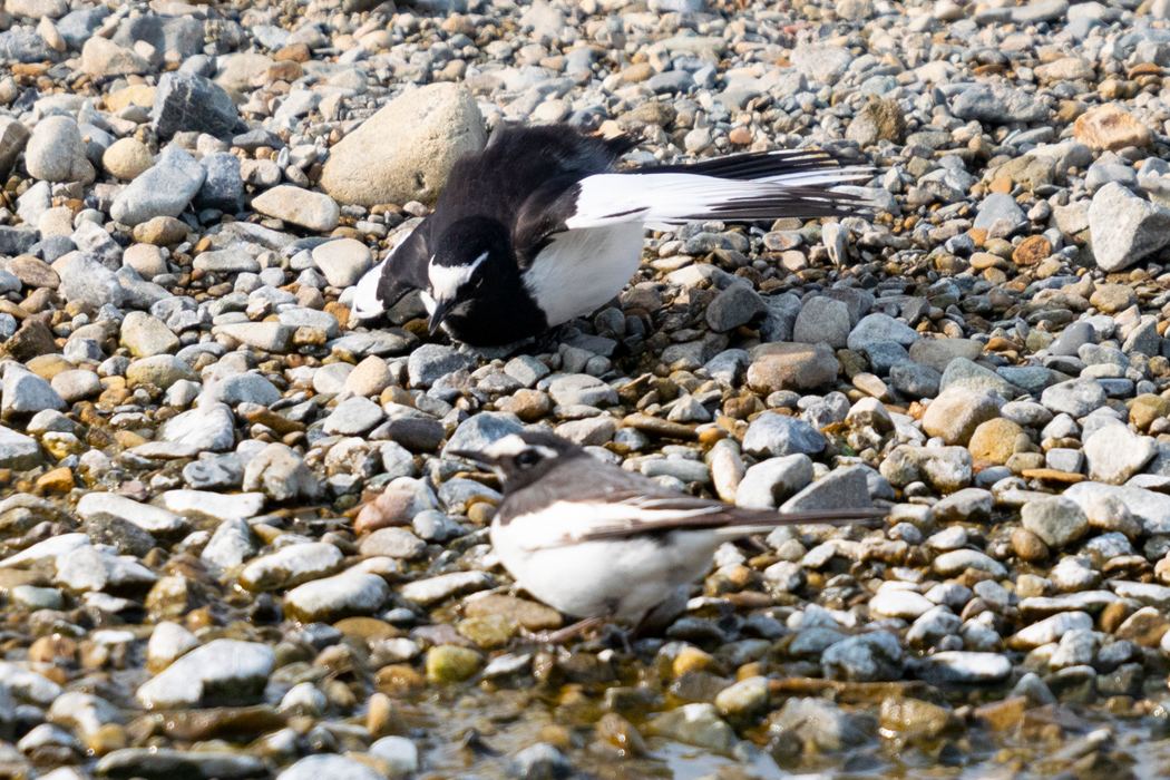セグロセキレイの写真2｜オスが翼を広げながら求愛しています。