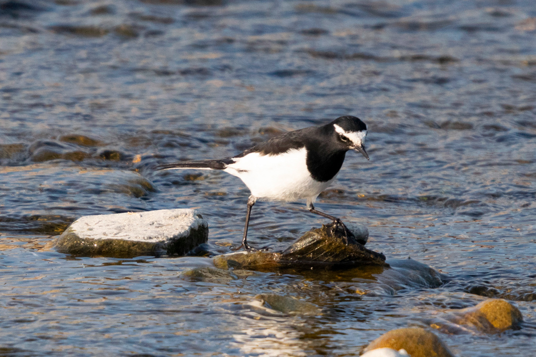 セグロセキレイの写真3｜さえずりながら水辺を歩いています。