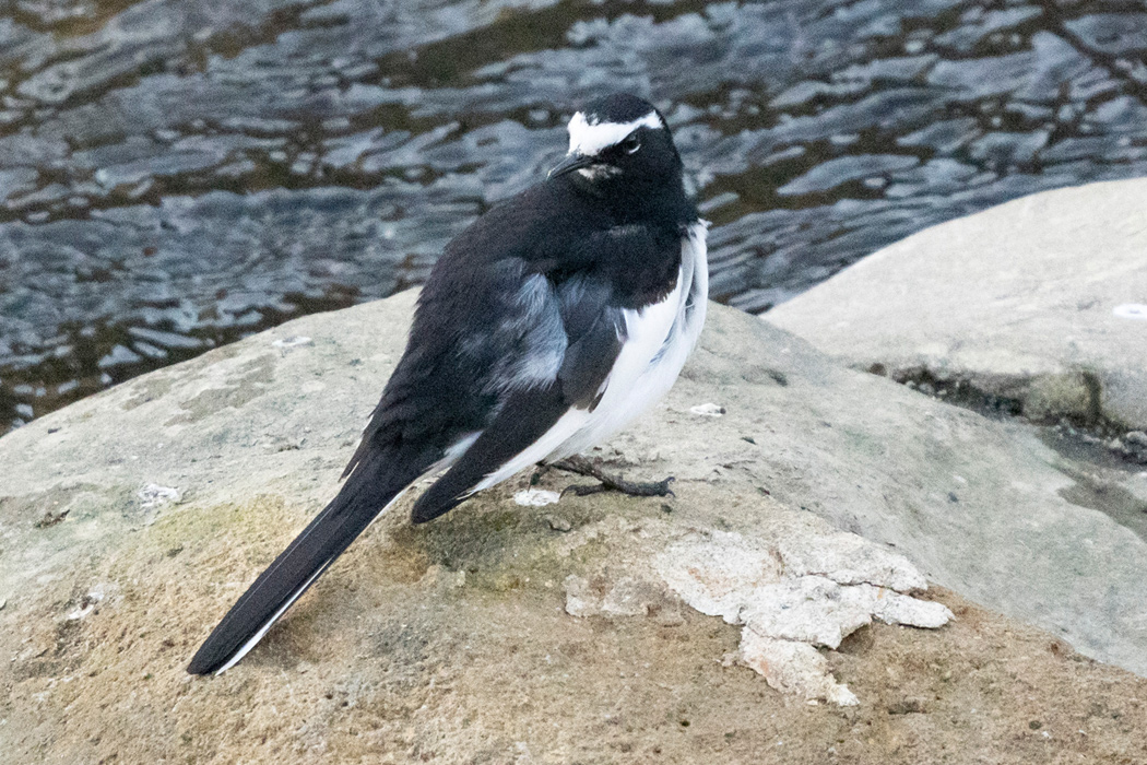 写真｜「セグロセキレイ」