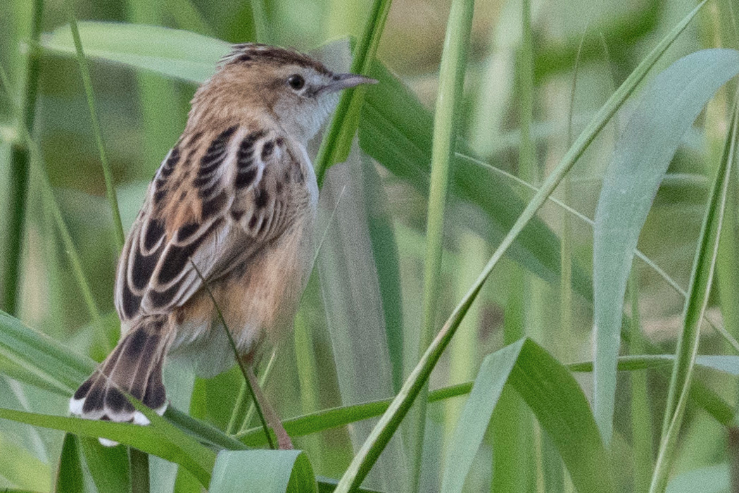 セッカの写真2｜草地にいました。