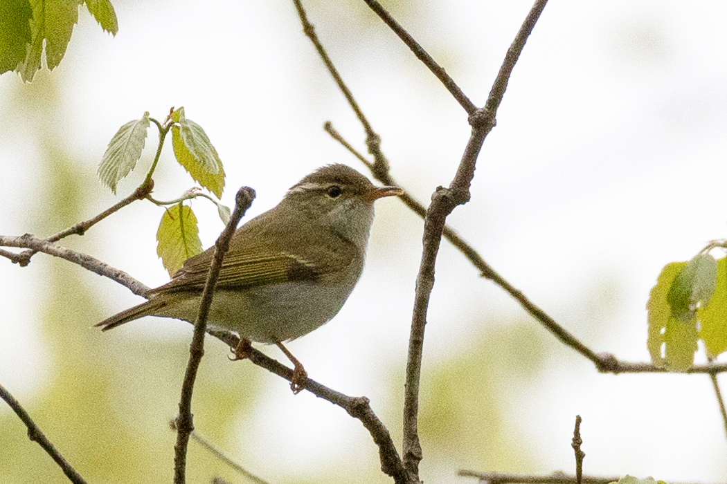 Picture of Eastern crowned warbler1｜Greenish brown.