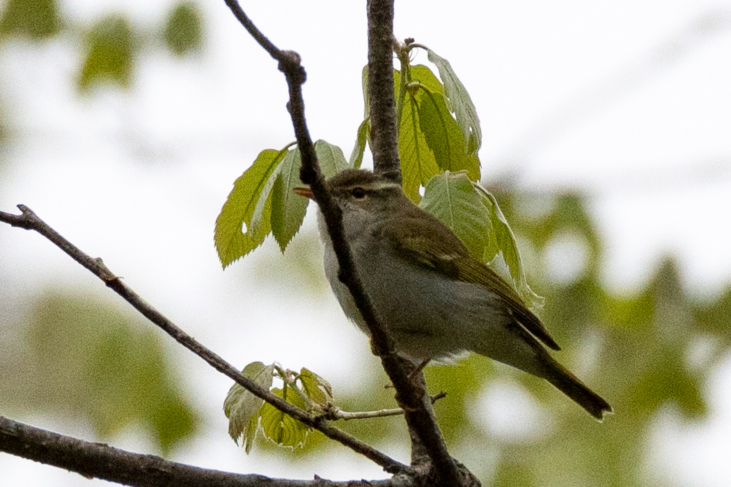 Picture of Eastern crowned warbler2｜The eyebrows are pale brown.