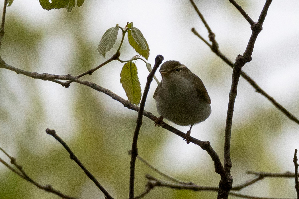 Picture of Eastern crowned warbler3｜It was singing on a branch.references.