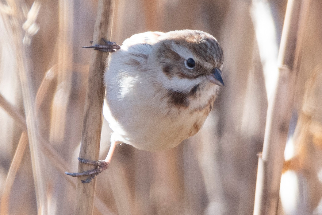 シベリアジュリンの写真1｜腹は白く、頭から背面は褐色です。